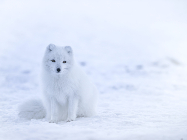 SUR LES TERRES DE L'OURS POLAIRE