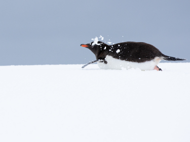 OBJECTIF 66°33’ : L’ANTARCTIQUE DU CERCLE POLAIRE (2026) (2)