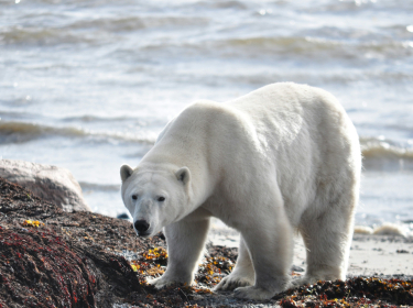 SPITZBERG SAUVAGE  : VOYAGE AU CŒUR DE L'ARCTIQUE (1)