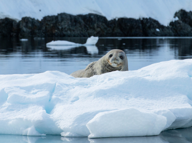 EXPEDITION ULTIME : L'ANTARCTIQUE & LE CAP HORN (1)