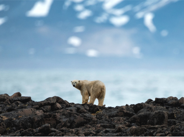 SPITZBERG SAUVAGE : VOYAGE AU CŒUR DE L'ARCTIQUE (2)