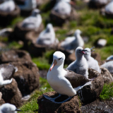 L’observation d’oiseaux emblématiques de ces régions : manchots de Magellan, albatros à sourcils noirs, manchots Papous