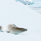 <p>The great variety of marine mammals: whales, sea lions, elephant seals.</p>