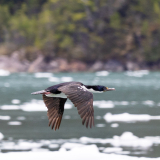 La promesse de rencontrer in situ des animaux comme des lions de mer, des manchots, des albatros ou des condors.