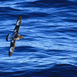<p>Crossing the Drake passage alongside sooty shearwaters</p>