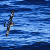 Crossing the Drake passage alongside sooty shearwaters