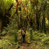 <p>The fauna and flora endemic to Mocha Island’s nature reserve</p>