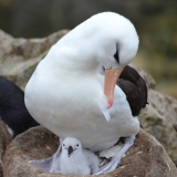 <p>The Falklands’ largest colony of black-browed albatrosses</p>
