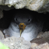 <p>The archipelago’s endemic birds; Graciosa Island’s biosphere</p>