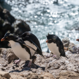 <p>Observing many species of penguin (Gentoo, Magellan, Southern Rockhopper)</p>