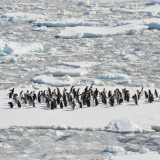 <p>The observation full of surprises of the giant colonies of penguins</p>