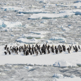 The observation full of surprises of the giant colonies of penguins