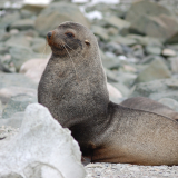 <p>Admiring a great variety of marine mammals: whales, sea lions, elephant seals</p>