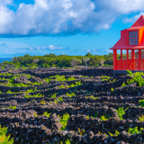 Les vignes de l’île Pico poussant au milieu des murets de lave noire