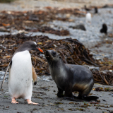 L’observation d’oiseaux emblématiques de ces régions : manchots royaux, albatros à sourcils noirs, gorfous sauteurs