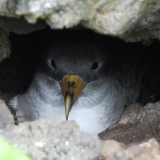 <p>Les oiseaux endémiques et la réserve de la biosphère de l’île Graciosa</p>