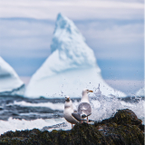 <p>Apprécier le contraste entre les icebergs à la dérive et les falaises</p>