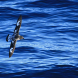 La traversée du passage de Drake accompagnée par les Damiers du Cap