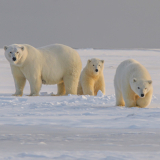 <p>L’observation des ours polaires dans son écosystème naturel&nbsp;</p>
