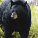 <p>Admirer une zone de migration animale au parc naturel des Monts Torngats</p>