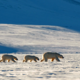 Observer l’ours polaire, seigneur de l’Arctique, dans son habitat naturel&nbsp;