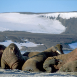 Comprendre l’adaptation de la vie sauvage au plus rude des climats&nbsp;