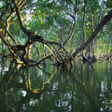 <p>L’exploration en zodiac des mangroves à palétuviers de Casamance</p>
