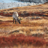 La faune arctique abondante&nbsp;